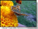 Motylek, Kwiatek