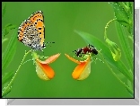 Motylek, Mr�wka, Kwiatki, Makro