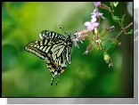 Motyl, Motylek, Kwiat
