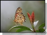 Motyl, Motylek, Liście