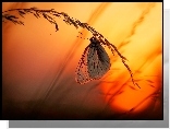 Motyl, Motylek, Trawa