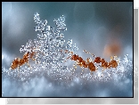 Śnieżynka, Mrówki, Śnieg, Grafika, AI