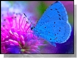 Motyl, Na, Kwiatku