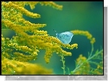 Nawłoć, Żółte, Kwiaty, Motyl, Bielinek