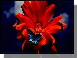 Gerbera, Niebieski, Motyl