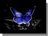 Niebieski, Motyl