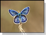 Motyl, Niebieski, Fractalius