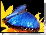 Motyl, niebieski, kwiat