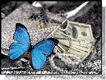 Niebieski, Motylek, Perły, Pieniądze