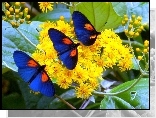 Żółte, Kwiaty, Niebieskie, Motyle