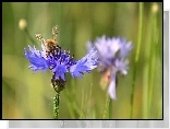 Pszczoła, Niebieskie, Chabry