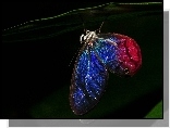 Motyl, Niebiesko Czerwony