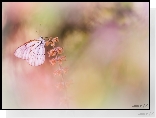 Niestrzęp głogowiec, Motyl, Roślina