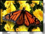 Obraz, Motyl monarcha, Kwiaty