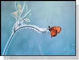 Motyl, Łodyga, Listki