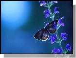 Motyl, Łodyżka, Kwiatki