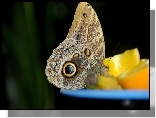Motyl, Oko, Pomarańcza