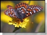 Motyl, Przeplatka maturna, Żółte, Kwiatki