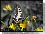 Motyl, Paź królowej, Żółte, Kwiaty