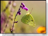 Żółty, Motyl, Szlaczkoń, Fioletowy, Kwiat, Zbliżenie