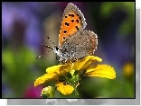 Motyl, Żółty, Kwiat