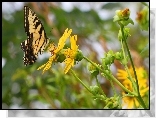 Motyl, Żółty, Kwiat