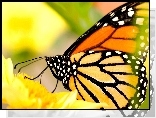 Monarcha, Motyl, Żółty, Kwiat