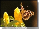 Motyl, Żółty, Kwiat