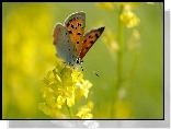 Motyl, Żółty, Kwiat