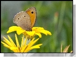 Motyl, Czerwończyk, Nieparek, Żółty, Kwiat