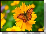 Motyl, Żółty, Kwiatek