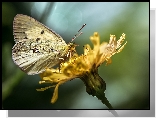 Żółty, Motyl, Żółty, Kwiat