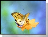 Żółty, Motyl, Żółty, Kwiat, Niebiesko, Zielone, Tło