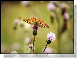 Oset, Motyl
