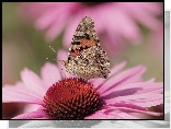 Rusałka osetnik, Motyl, Owad, Makro, Kwiat, Jeżówka
