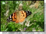 Rusałka Osetnik, Motyl