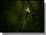 Kwiaty, Ostrożeń, Motyl
