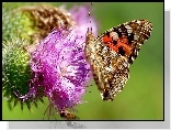 Kwiat, Ostu, Motyl, Rusałka, Osetnik