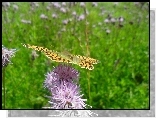 Kwiat, Ostu, Motyl