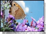 Owad, Motyl, Kolorowe, Kwiaty