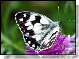 Owad, Siedzący, Motyl, Polowiec, Szachownica