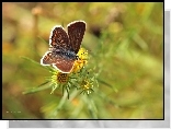 Motyl, Owad, Kwiaty