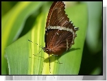 Motyl, Owad, Liść