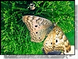 Owad, Motyl