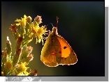 Owad, Motyl, Żółty, Kwiat