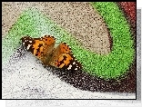 Owad, Motyl, Rusałka osetnik, Graffiti