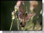 Motyl, Pająk, Kwiat