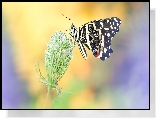 Motyl, Papilio demodocus, Dzika marchew