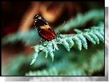 Liść, Paproć, Motyl