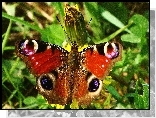Motyl, Pawik, Zieleń